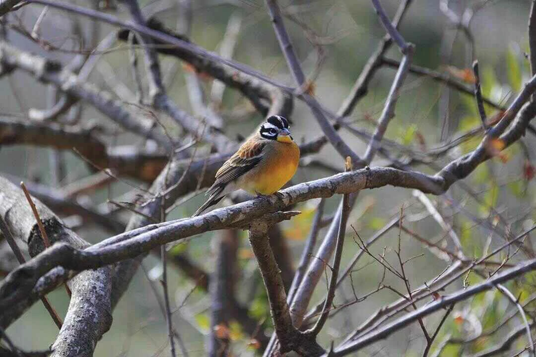 Golden-breasted Bunting